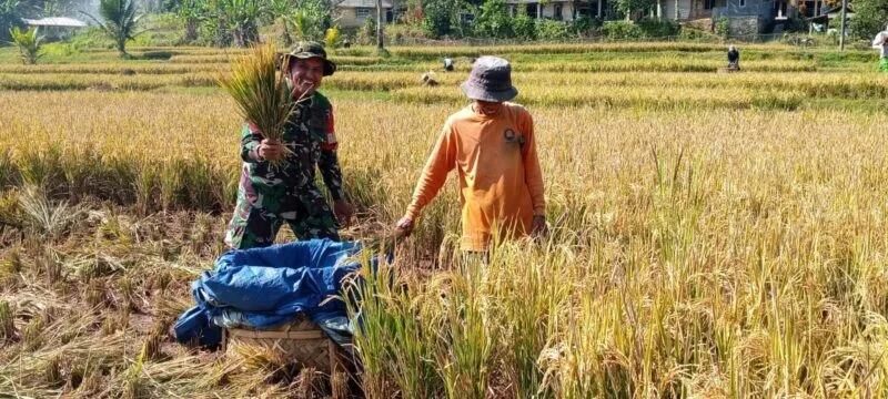 Babinsa Koramil 2204/Cikidang Dampingi Sergab Panen Raya Tahap II di Desa Tamansari