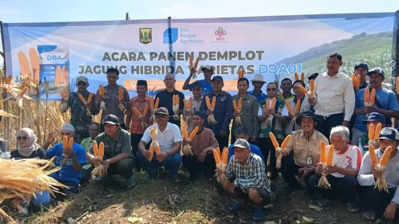 Babinsa Koramil 2214/Surade Dampingi Panen Demplot Jagung Hibrida Di Desa Purwasedar