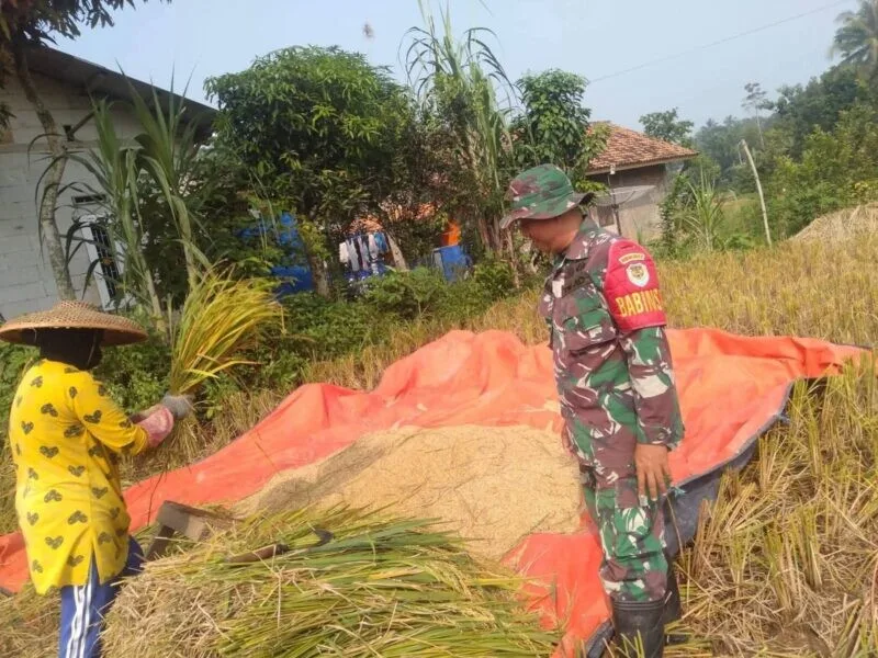 Babinsa Koramil 2214/Surade Dampingi Petani Panen Padi Di Desa Sukamukti