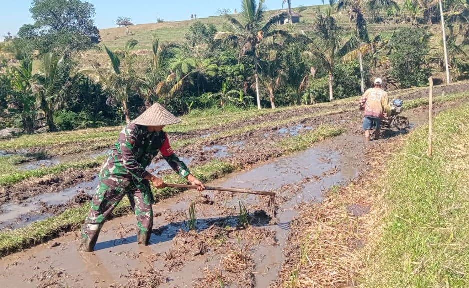 Babinsa dan Petani Bersinergi, Pengolahan Sawah 90 Are di Jatiluwih Perkuat Hanpangan Nasional