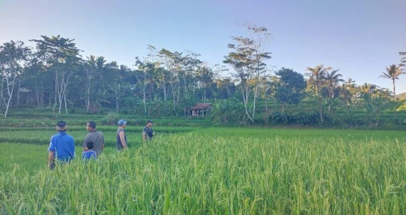 Babinsa Koramil 2211/Sagaranten Dampingi Poktan Wujudkan Ketahanan Pangan di Desa Bojongtugu