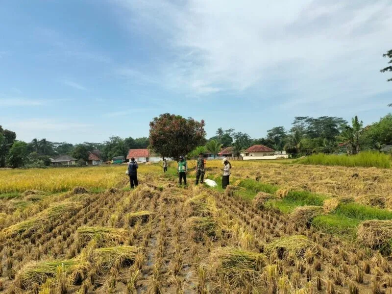 Babinsa Koramil 2213/Jampangkulon Dampingi Kelompok Tani Perkuat Ketahanan Pangan di Desa Cimanggu
