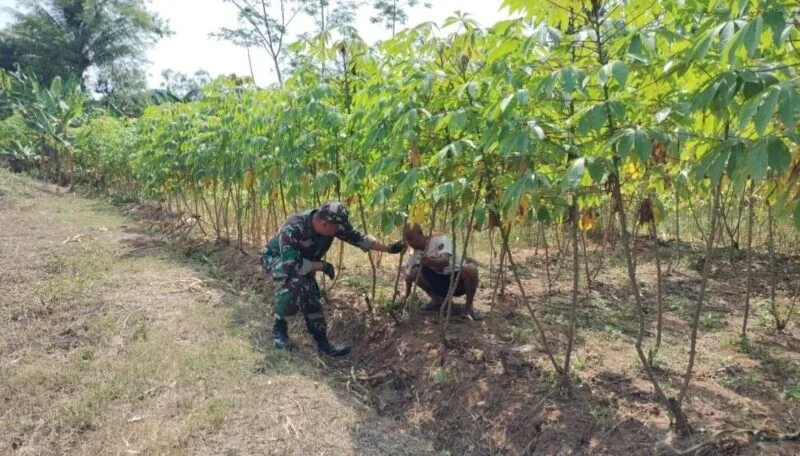 Babinsa Koramil 2209/Lengkong Dampingi Poktan Subur Tani Perkuat Ketahanan Pangan