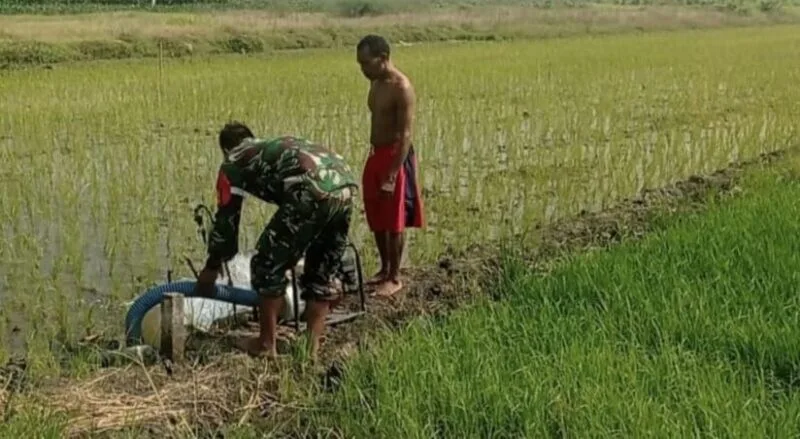 Babinsa Desa Rambay Bersama PPL Dampingi Kelompok Tani dalam Kegiatan Ketahanan Pangan