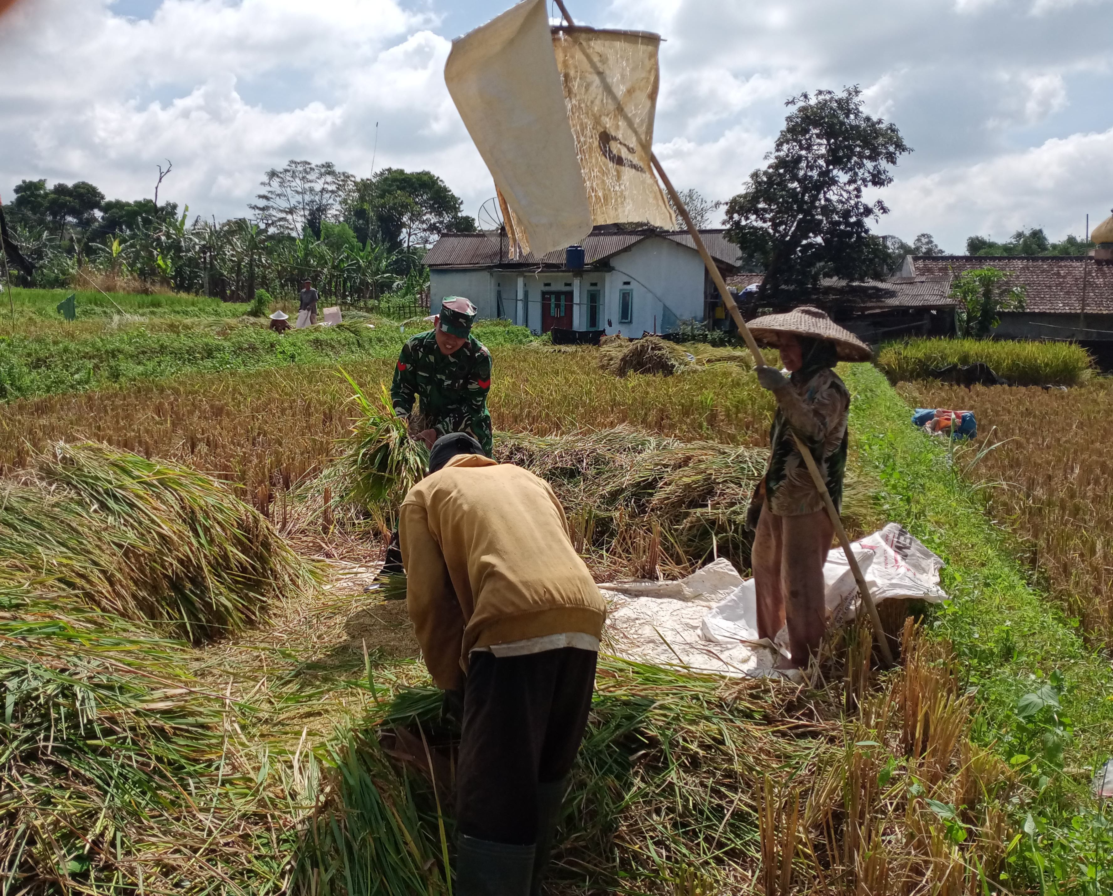 Babinsa Desa Karawang Dampingi Petani Panen Padi, Dukung Ketahanan Pangan dan Peningkatan Hasil Pertanian