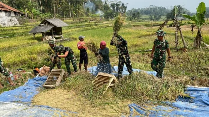 Di Tengah Pembangunan TMMD, Satgas TMMD Ke-129 Kodim 0612/Tasikmalaya Turut Bantu Panen Padi Milik Warga