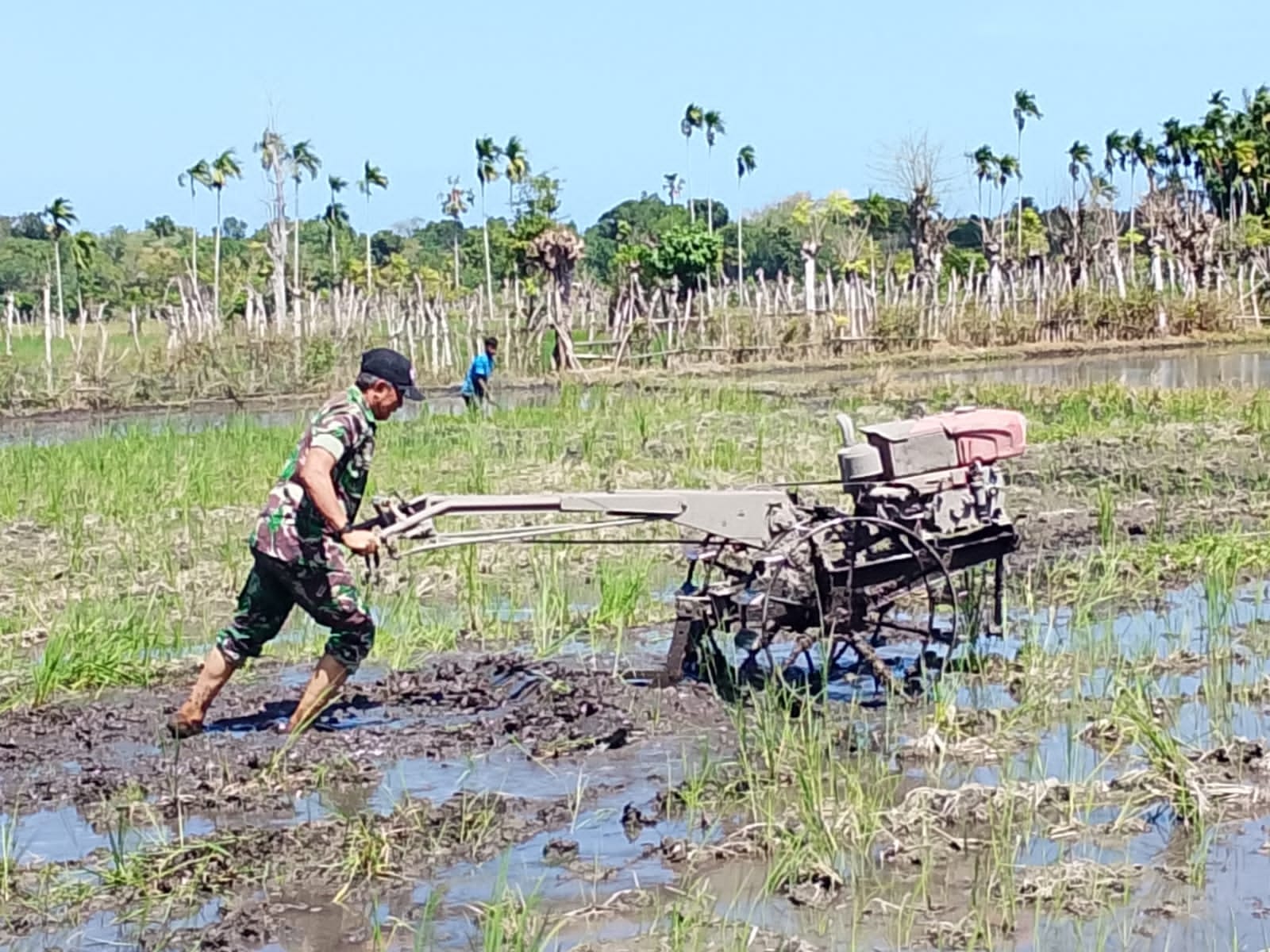Babinsa Koramil 03/Pahunga Lodu Bantu Petani Olah Lahan Sawah dengan Traktor di Wulla Waijelu