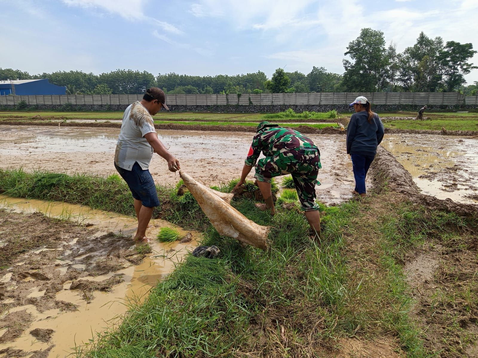 Babinsa Hadir di Tengah Petani, Wujud Nyata Dukungan TNI untuk Ketahanan Pangan Nasional