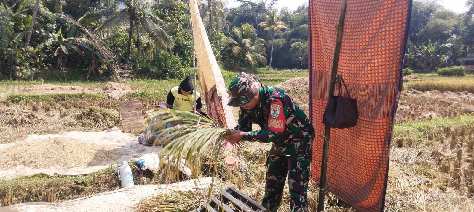 Babinsa Citekokaler Dampingi Panen Warga, Wujud Nyata Dukungan TNI terhadap Ketahanan Pangan