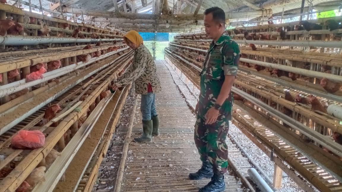 Babinsa Koramil 12/Manisrenggo Sambangi Peternak Ayam Petelur, Dukung Ketahanan Pangan Dan Perekonomian Warga