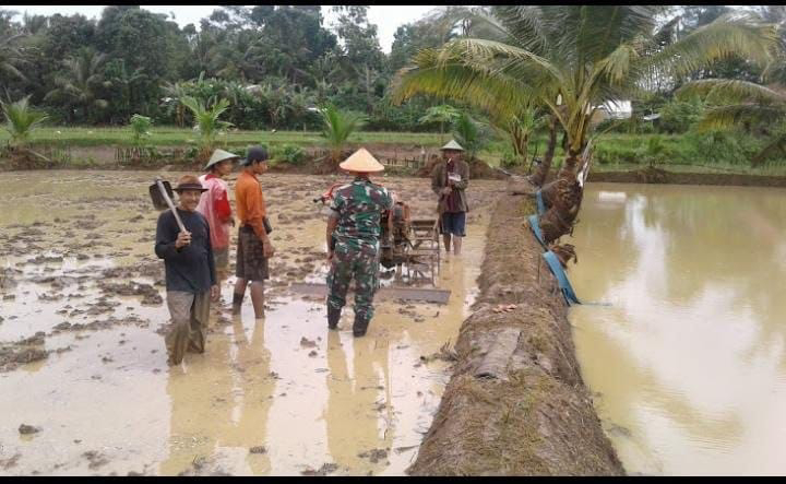 Babinsa Panumbangan Dampingi Poktan Hengar Manah dalam Pendampingan Ketahanan Pangan Padi