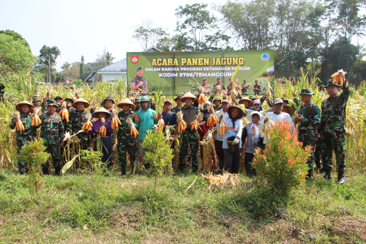 Ketahanan Pangan Kuat, Pertahanan Negara Kokoh: Kodim 0706/Temanggung Panen Raya 5 Ton Jagung Raja