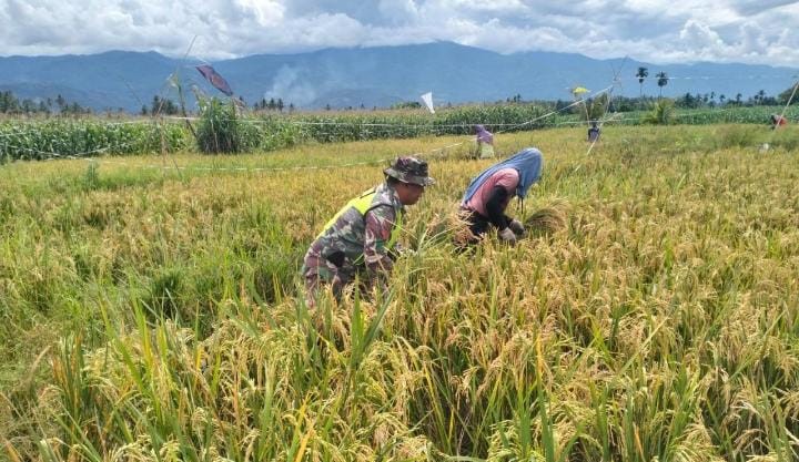 Babinsa Desa Pengumbahan Dampingi Poktan Sugih Mukti dalam Program Swasembada Pangan