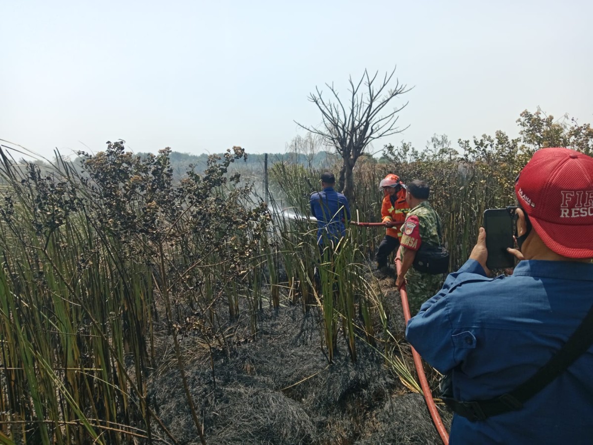 Tim Gabungan Padam Karhutla di Kaligangsa, Satu Hektare Lahan Rumput Terbakar