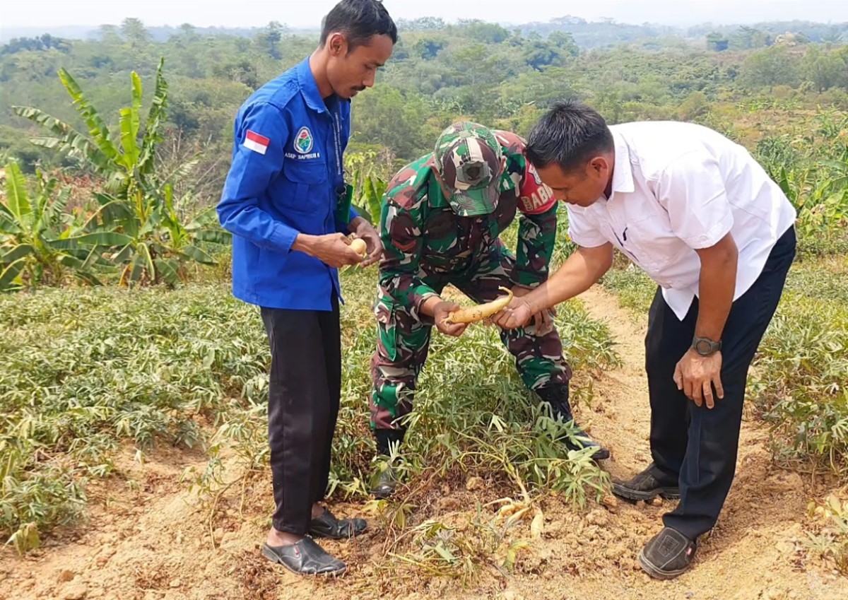 Babinsa Koramil 2202/Palabuhanratu Laksanakan Pendampingan Ketahanan Pangan di Desa Buniwangi