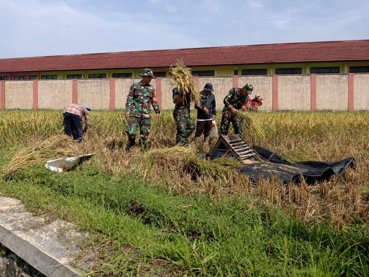 Babinsa Koramil 14 Madukara Dampingi Panen Padi, Perkuat Kemanunggalan TNI-Rakyat