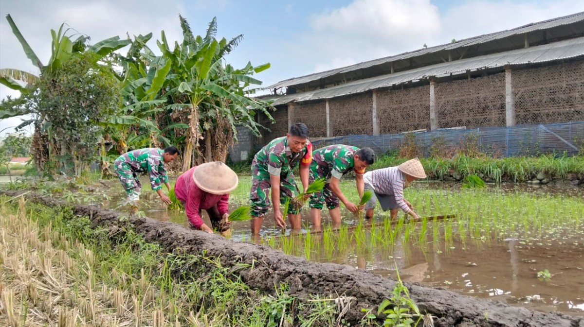 Cek LTT Dan Pompanisasi, Babinsa Koramil 12/Manisrenggo Bantu Petani Tanam Padi