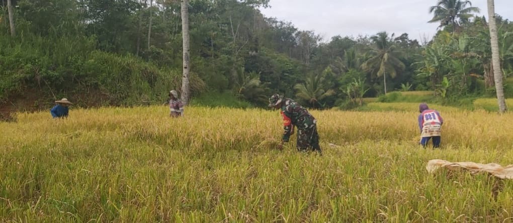 Babinsa Tegallega Dampingi Kegiatan Ketahanan Pangan di Desa Tegallega