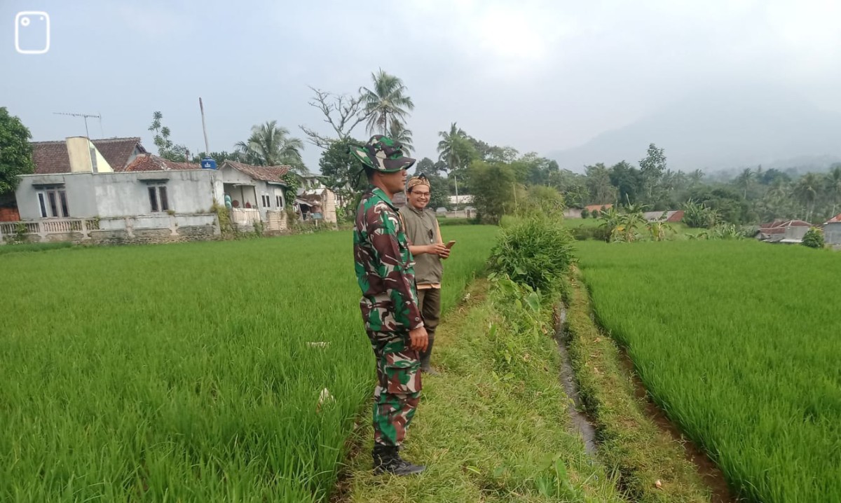 Pendampingan Ketahanan Pangan, Babinsa Parakansalak Dampingi Poktan di Desa Bojongasih
