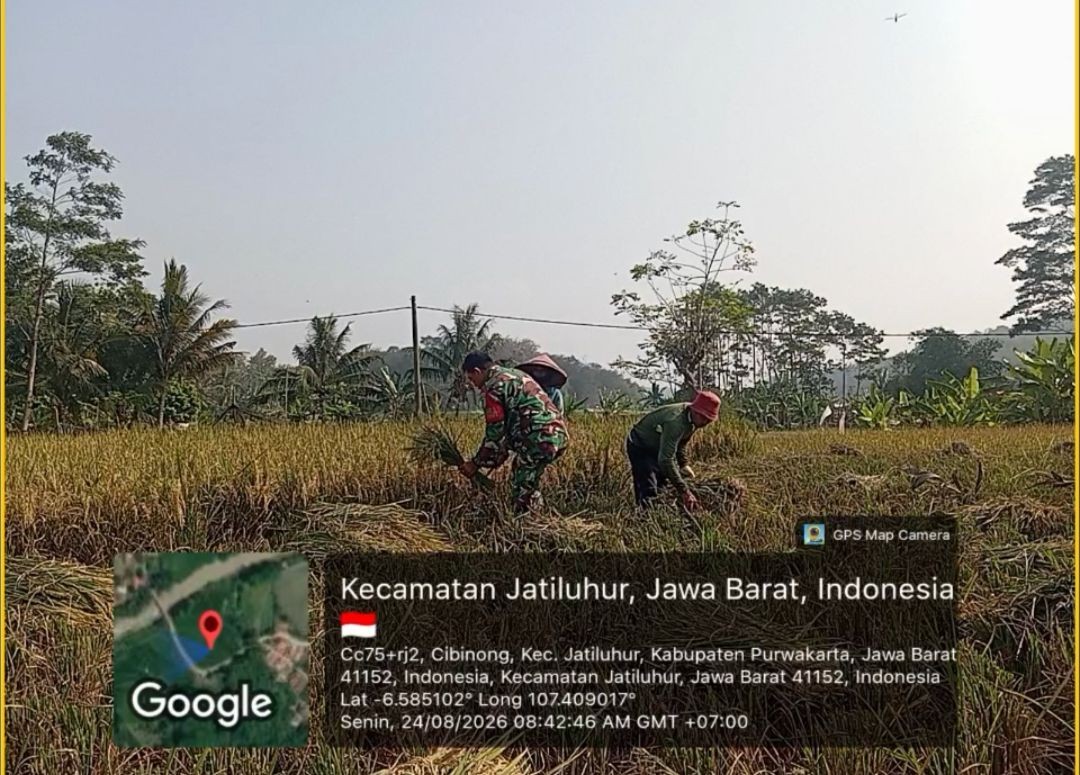 Dukung Ketahanan Pangan, Babinsa Koramil 1905/Jatiluhur Turun Tangan Bantu Petani Desa Cibinong Panen Padi