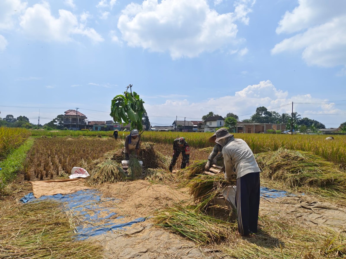 Babinsa Koramil 2206/Parakansalak Dampingi Poktan dalam Upaya Perkuat Ketahanan Pangan