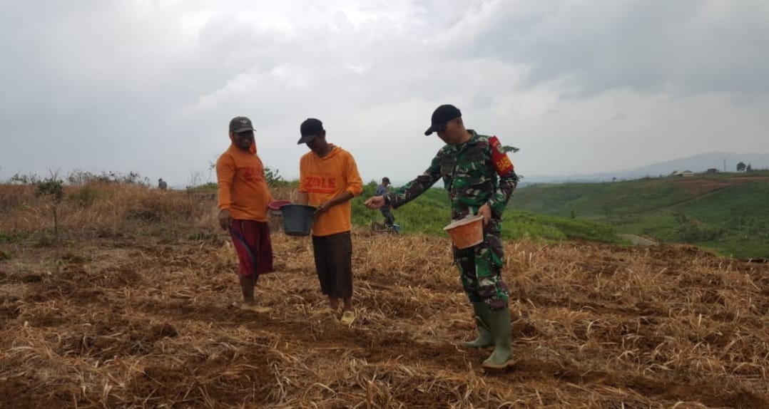 Babinsa Tegallega Dampingi Poktan Usaha Tani dalam Kegiatan Ketahanan Pangan