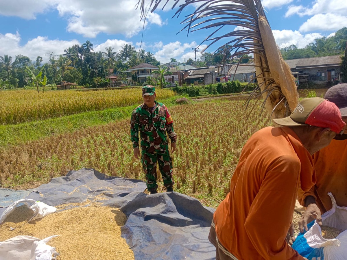 Babinsa Sukakersa Dampingi Poktan Dukung Ketahanan Pangan di Parakansalak