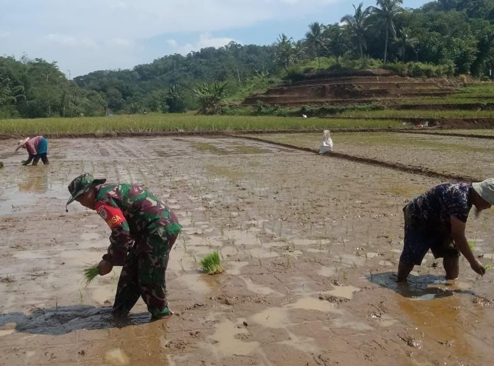 Babinsa Bantarpanjang Dampingi Petani dalam Upaya Tingkatkan Ketahanan Pangan