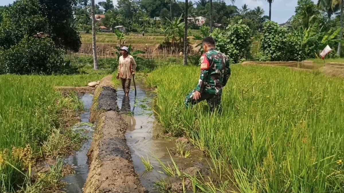Babinsa Koramil 2206/Parakansalak Dampingi Poktan dalam Upaya Perkuat Ketahanan Pangan