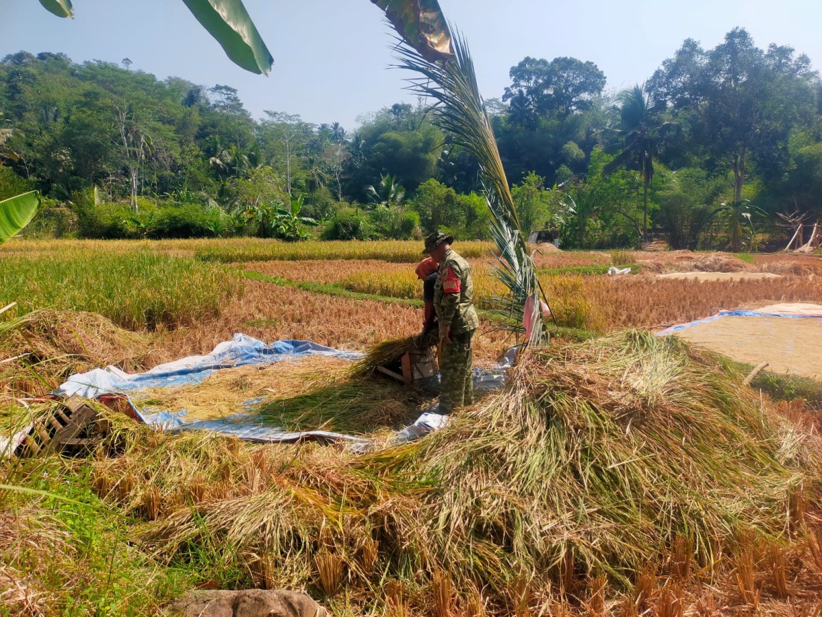Babinsa Desa Hegarmanah Dampingi Kelompok Tani dalam Upaya Perkuat Ketahanan Pangan