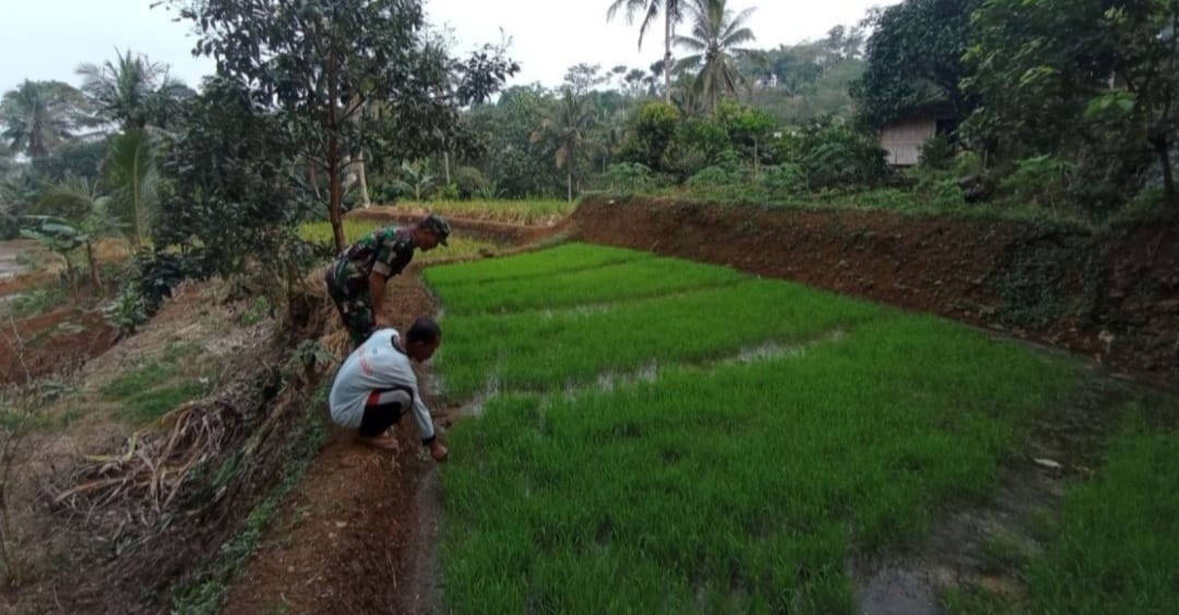 Babinsa Neglasari Dampingi Poktan Subur Tani Tingkatkan Ketahanan Pangan