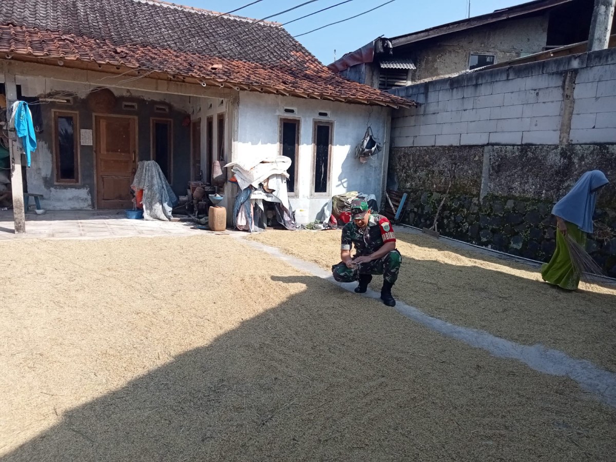 Babinsa Koramil 2206/Parakansalak Dampingi Poktan Tingkatkan Ketahanan Pangan