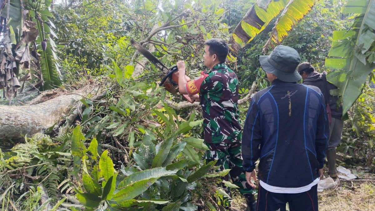 Cegah Bahaya, Babinsa Neglasari Bersama Warga Tebang Pohon Rawan Tumbang