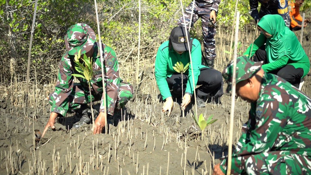 Jaga Pesisir Tetap Lestari, Kodim 1603/Sikka Tanam Bakau Sambut HUT ke-81 TNI