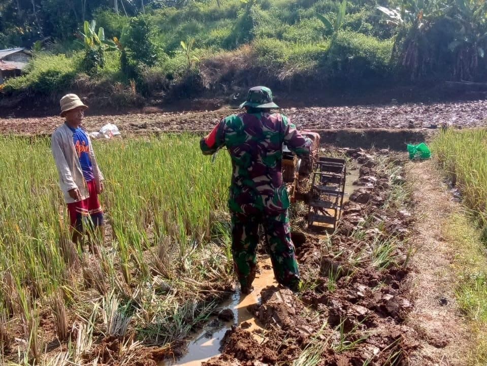 Babinsa Bantar Panjang Dampingi Poktan Sugih Mukti Dukung Ketahanan Pangan