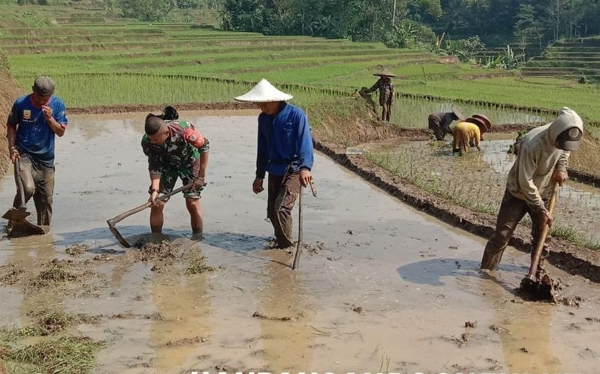 Babinsa Mekarjaya Dampingi Kelompok Tani Cisapi dalam Mendukung Ketahanan Pangan