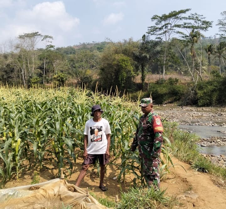 Babinsa Koramil 2210/Pabuaran Cek Tanaman Jagung Poktan Motekar