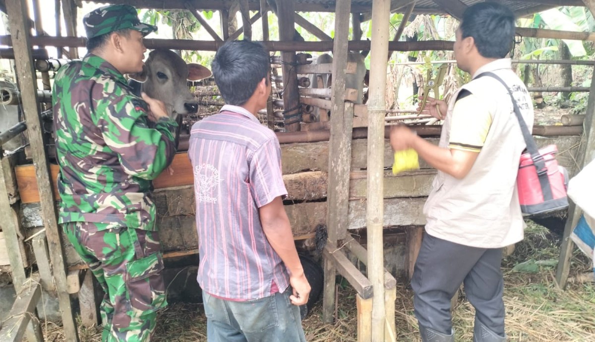 Babinsa Koramil 2212/Tegalbuleud Bersama Disnak Cek Kondisi Ternak Sapi Milik Warga