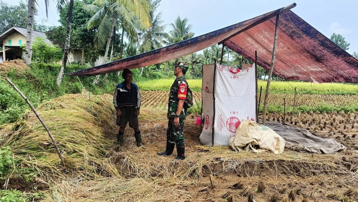 Babinsa Cimanggu Dampingi Poktan dalam Upaya Tingkatkan Ketahanan Pangan