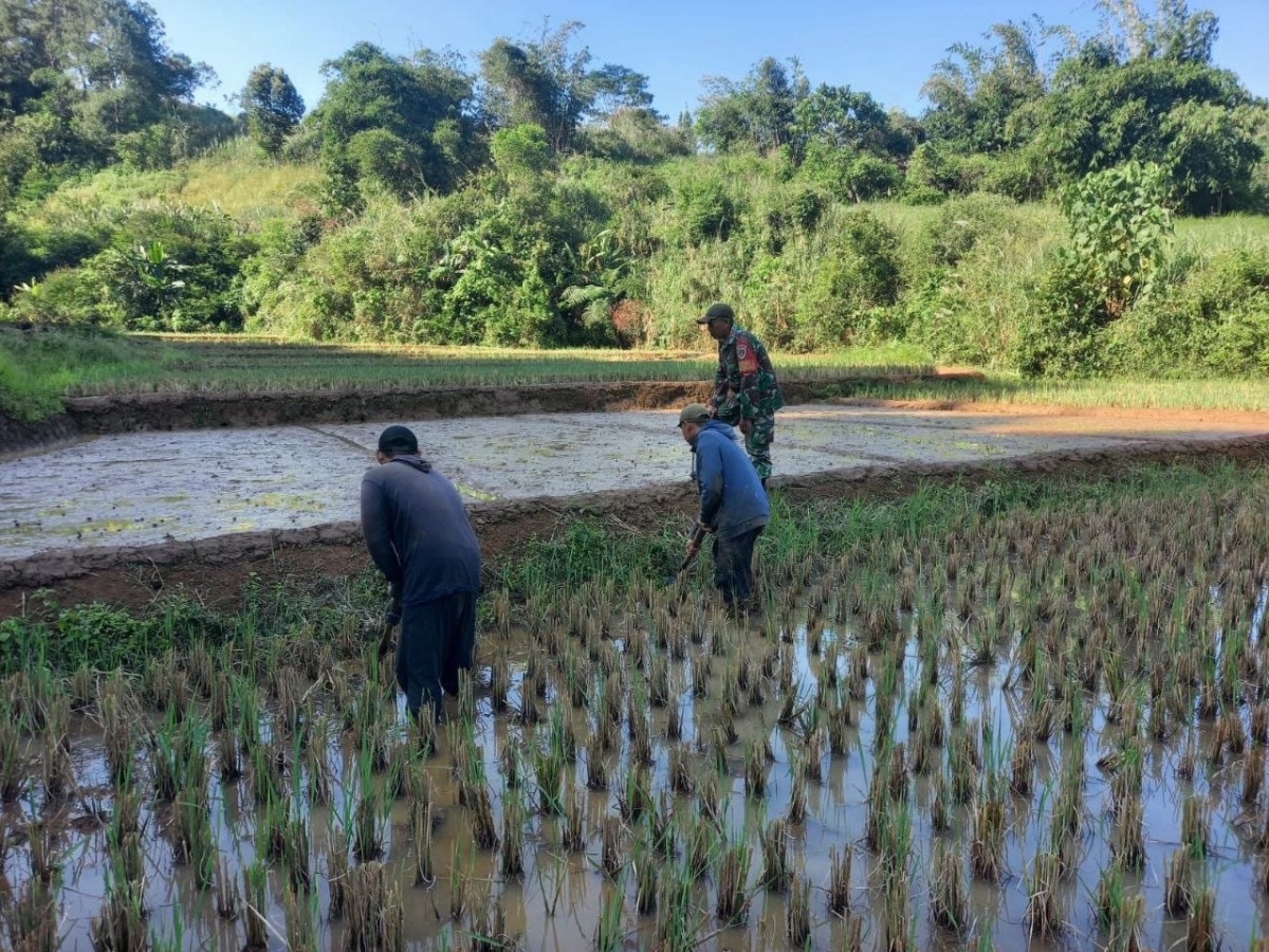 Babinsa Koramil 2207/Jampangtengah Dampingi Petani Tingkatkan Ketahanan Pangan
