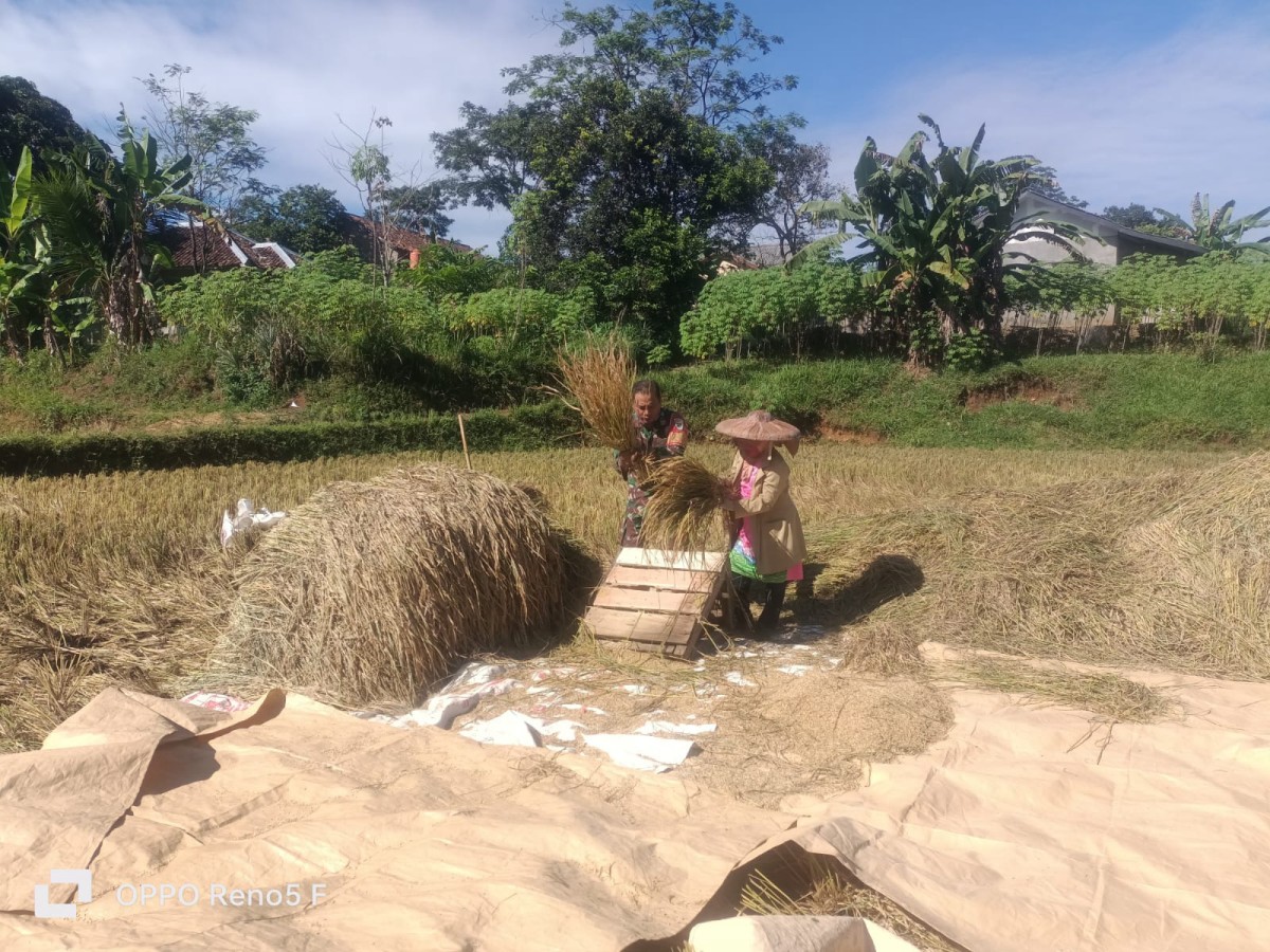 Babinsa Koramil 2210/Pabuaran Dampingi Ketahanan Pangan di Desa Bantarsari