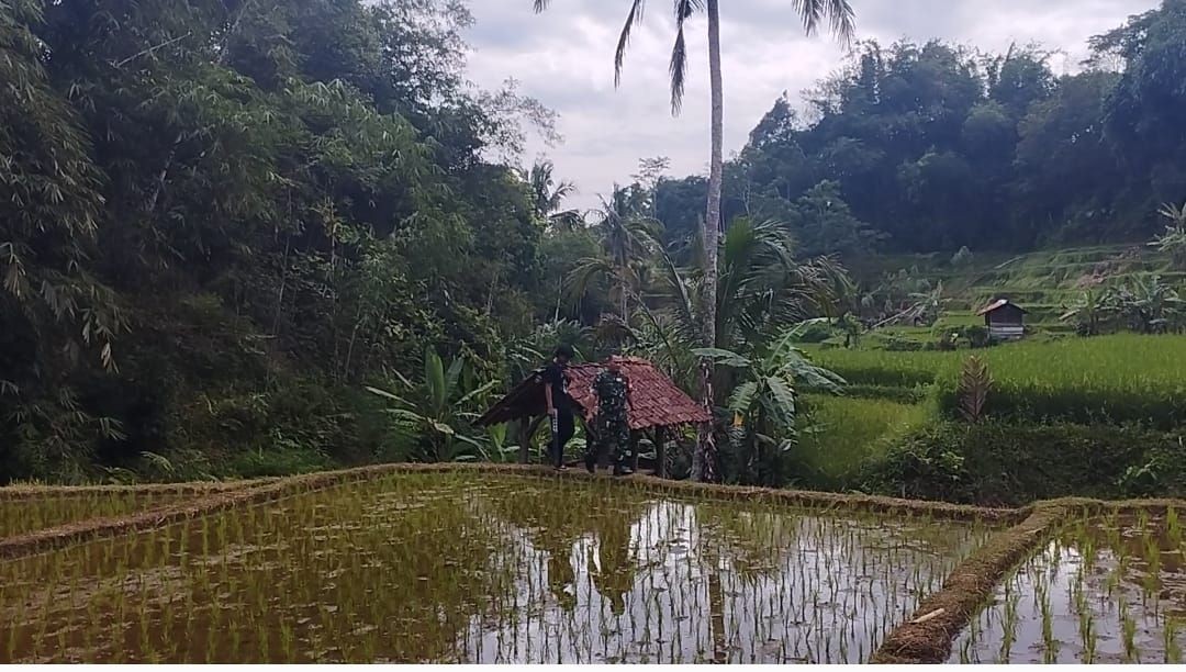 Babinsa Sumbersari Dampingi Panen Padi dan Kontrol Pertanian untuk Mendukung Ketahanan Pangan