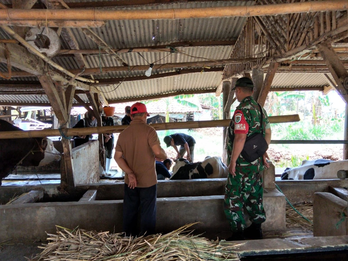 Babinsa Gunungkeling Komsos dengan Peternak Sapi FH Hadapi Kemarau Panjang