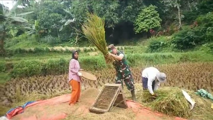 Babinsa Koramil 1903/Darangdan Dampingi Petani Di Desa Sindangpanon, Dukung Ketahanan pangan