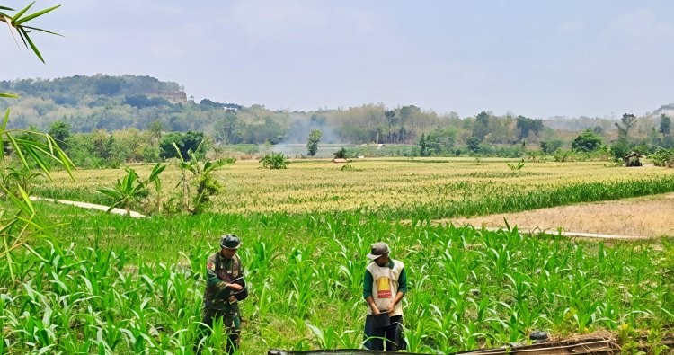 Babinsa Desa Kananga Dampingi Pemupukan Tahap II Jagung Hibrida, Dukung Ketahanan Pangan