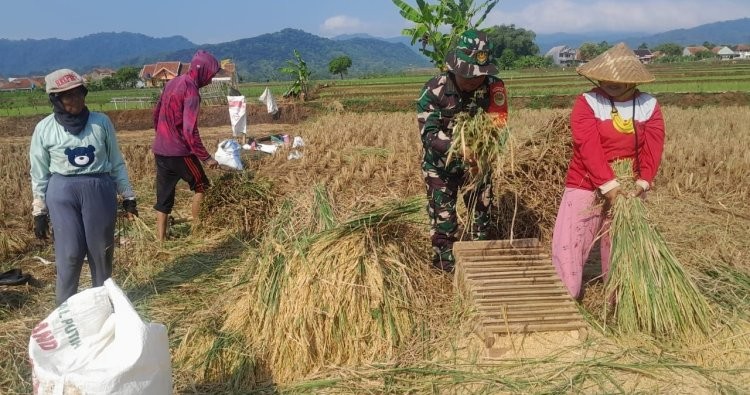 Dukung Ketahanan Pangan, Babinsa Koramil 1512 Lebakwangi Ikut Panen Padi di Desa Kutaraja