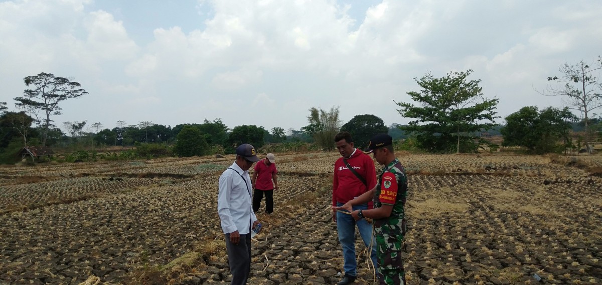 Babinsa Bunigeulis Bersama PPL dan Kelompok Tani Lakukan Monitoring Lahan Pertanian Terdampak Kekeringan
