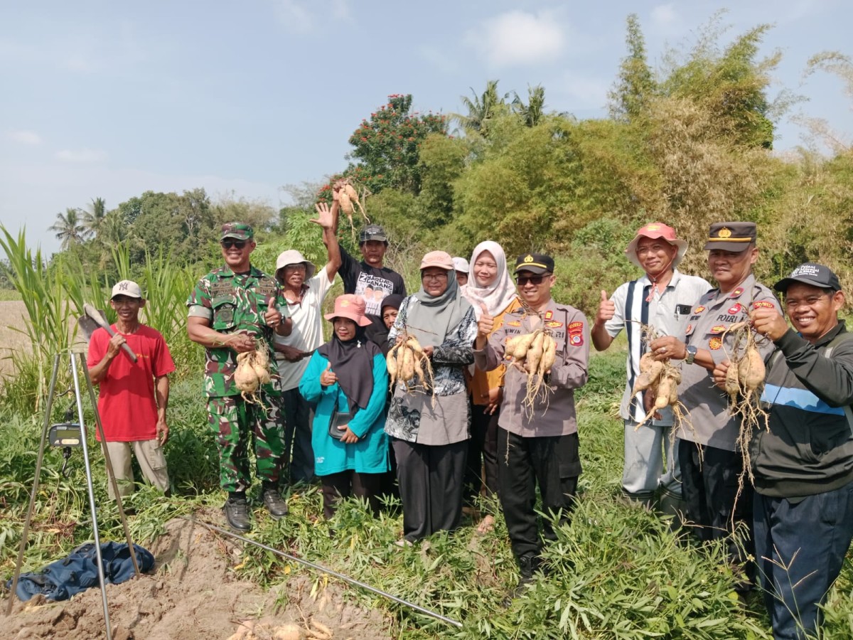 Bersama Kelompok Tani Ngudi Makmur, Danramil Seyegan Sleman Sukacita Panen Ubi Jalar