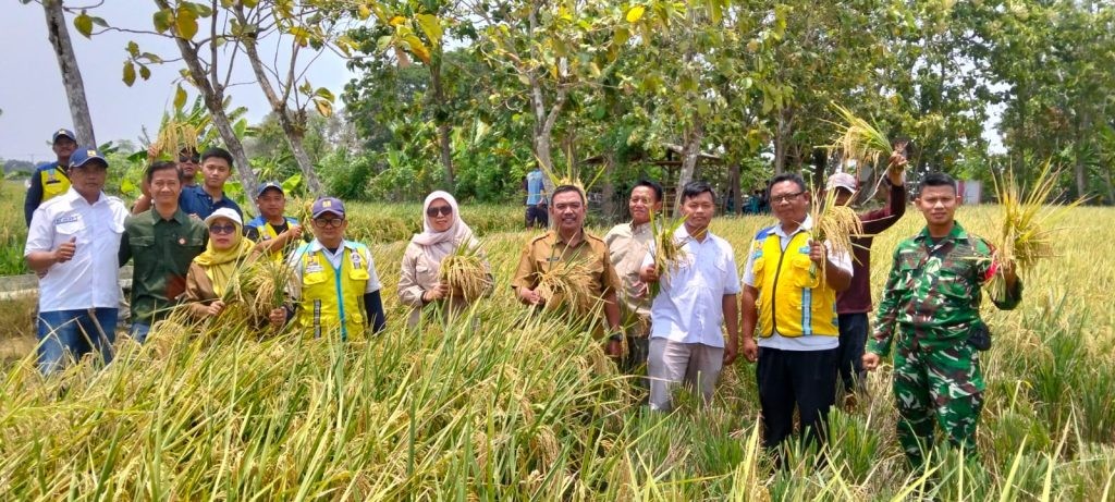 Babinsa Koramil 1601/Indramayu Dampingi Ubinan Demplot IPHA di Sudimampir, Potensi Panen Capai 7,9 Ton per Hektare