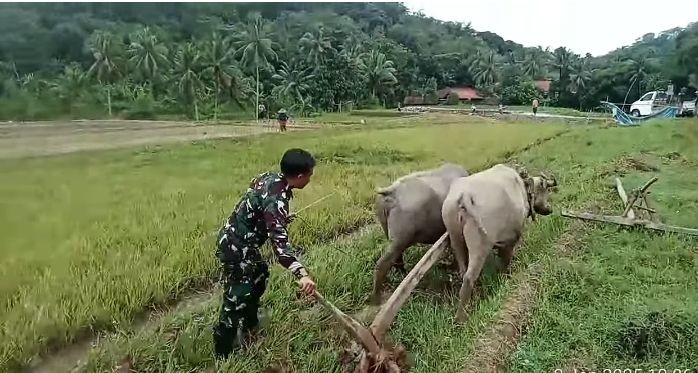 Babinsa Desa Cikeris Dampingi Kegiatan Ketahanan Pangan, Pembajakan Sawah